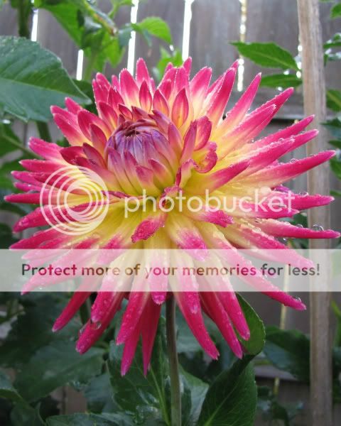 Dahlia - Trelyn Rhiannon